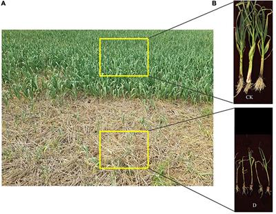 The Cropping Obstacle of Garlic Was Associated With Changes in Soil Physicochemical Properties, Enzymatic Activities and Bacterial and Fungal Communities